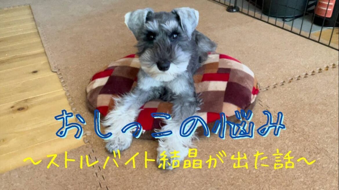 ストルバイト結晶で悩んでました　～ミニチュアシュナウザーのコノさん～