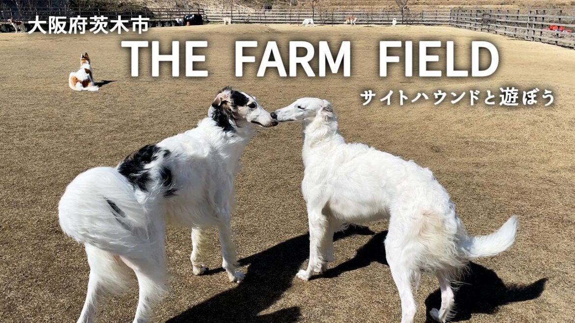 【THE FARM FIELD】大阪茨木市にある約1.800㎡もある開放的な天然芝のドッグランを満喫しました！ボルゾイ9頭アフガン1頭！遊ぶでーー！！