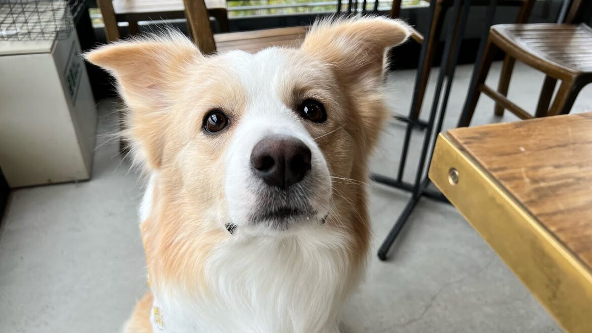 体が大きいのに抱っこして欲しい犬【ボーダーコリー】