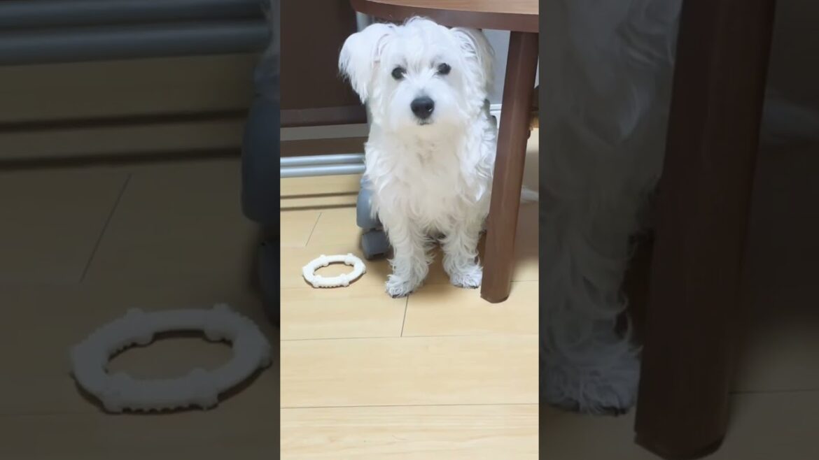 わすれました　いたずらした子犬　バレた？！