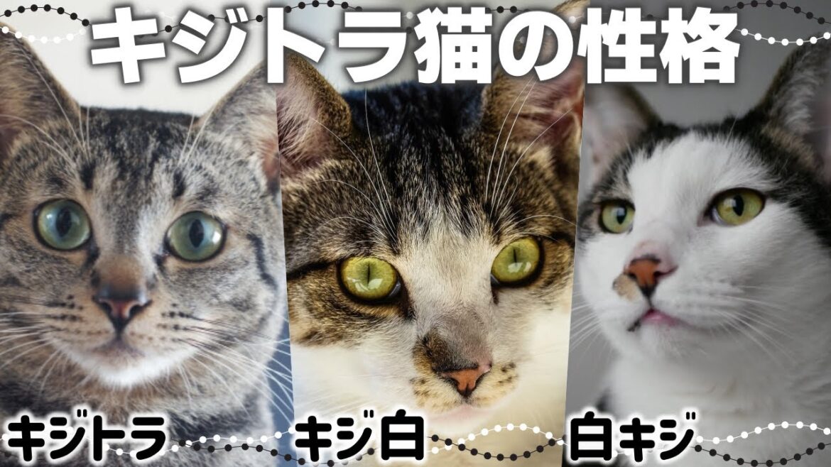 【キジトラ猫キジ白猫の特徴】白の割合と性格の違い｜毛色で分かる猫の性格