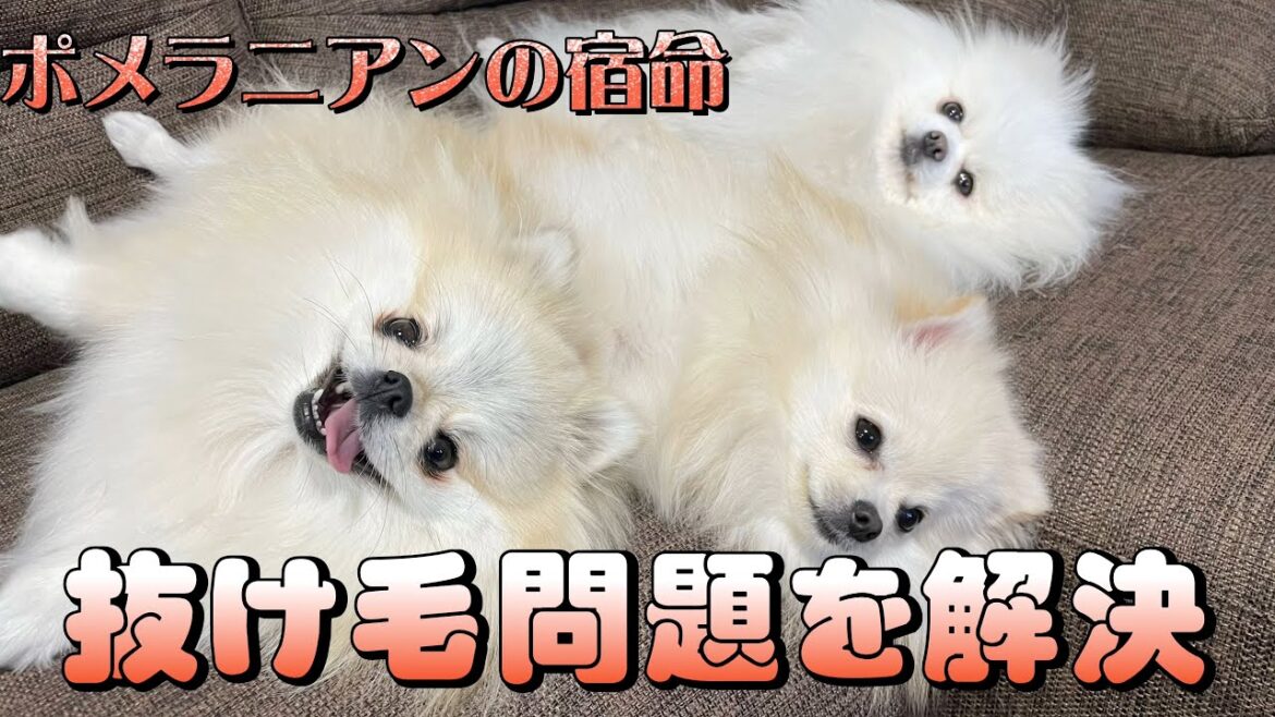 ポメラニアン飼いの悩みの抜け毛問題をママが実演を交えて解決！