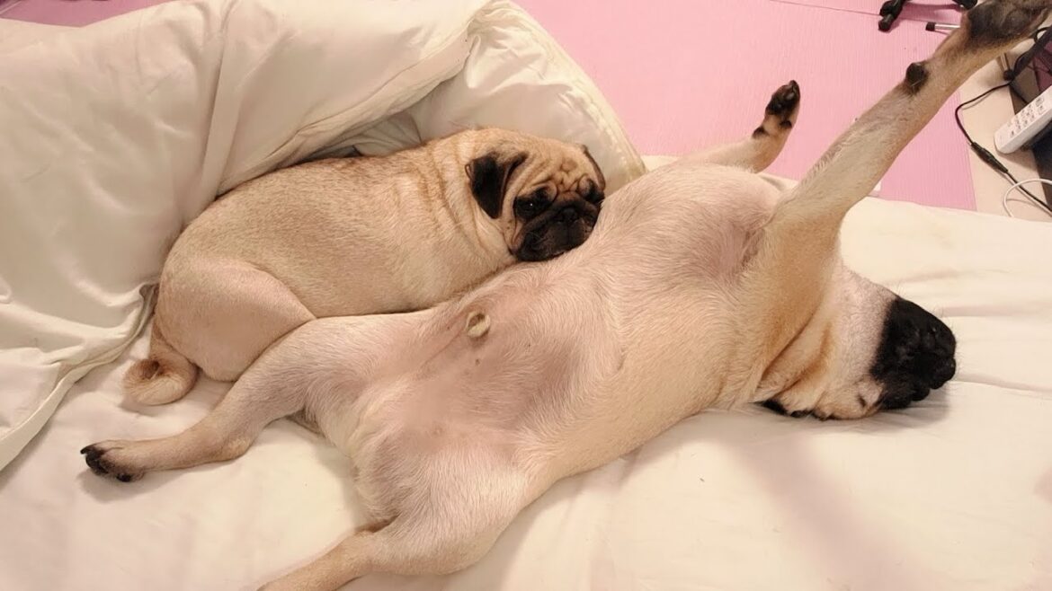 この状態で眠るパグ親子 この状態で眠るパグ親子