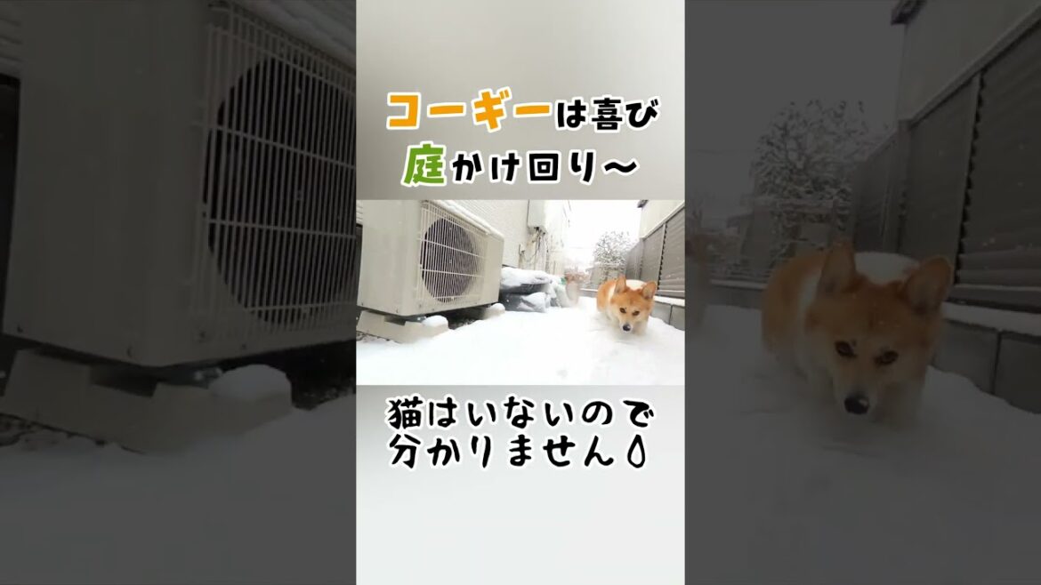 【コーギー】庭付きの家を買ってよかったと思った時
