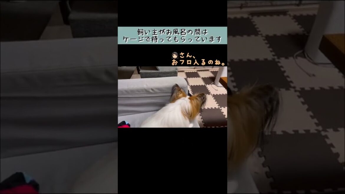 【パピヨンの日常】飼い主がお風呂に入ること察知しケージに入る子犬 #shorts