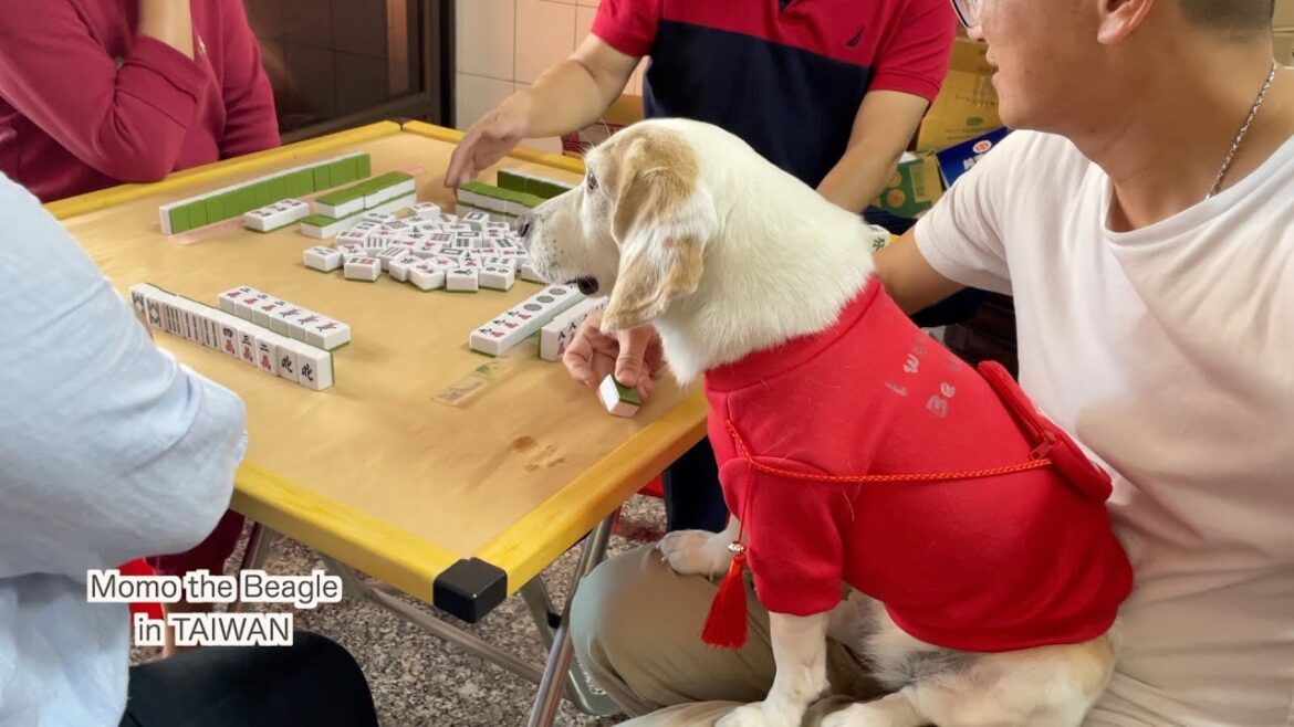 新しい衣装で旧正月を過ごすビーグル犬モモ