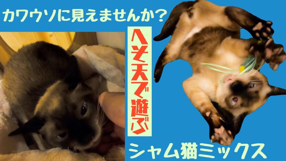 カワウソに似てるシャム猫ミックスぽっちゃり体型でもへそ天で遊ぶ(保護猫カフェ猫の恵庭）難波　Siamese cat mix that looks like an otter plays a lot