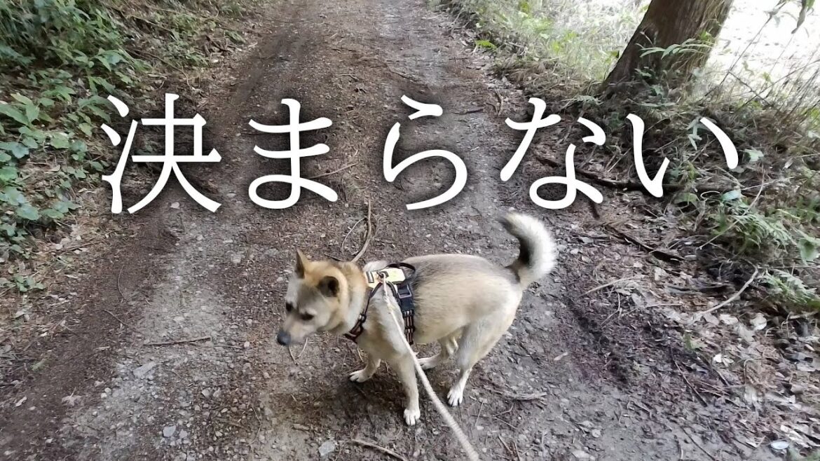 【猟はしない猟犬】ナナさんぽ