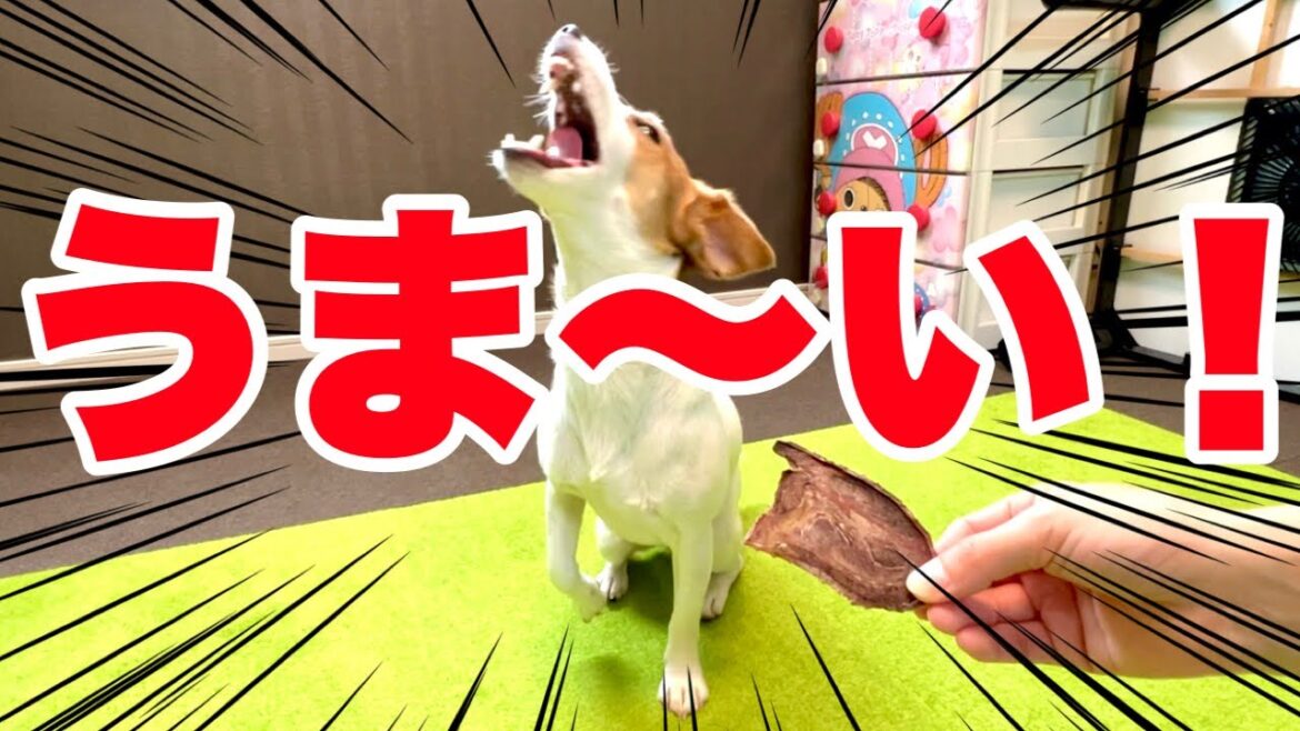 【イノシシ】念願の猪肉ジャーキーが美味すぎた！［しゃべる犬 ジャックラッセルテリア］
