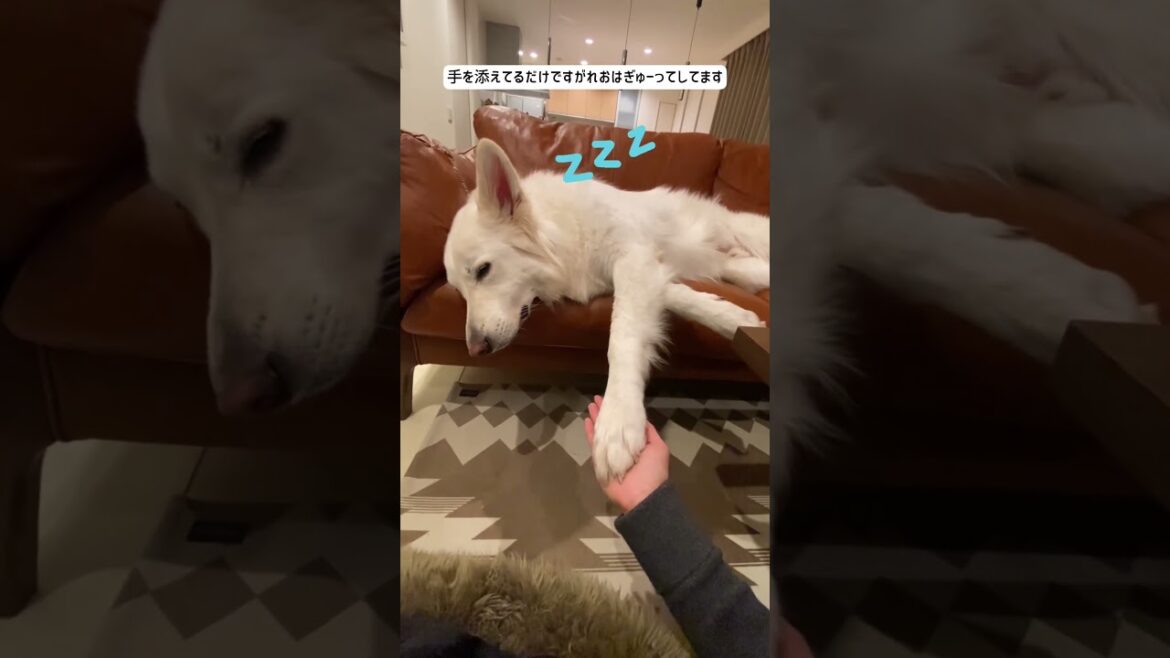 ホワイトシェパードのれお。寝る時はしっかり手を繋いで欲しいです。#shorts