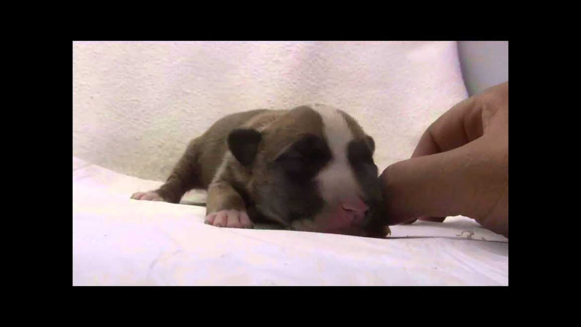 ミニチュアブルテリアの子犬05