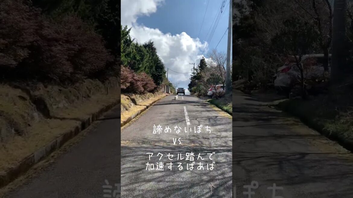 【置いていかれる〜必死な13歳の犬】#shorts #犬 #かわいい #ショート #走る犬 #がんばる  #dog #petitbasset #bassethound #bitstarアカデミー