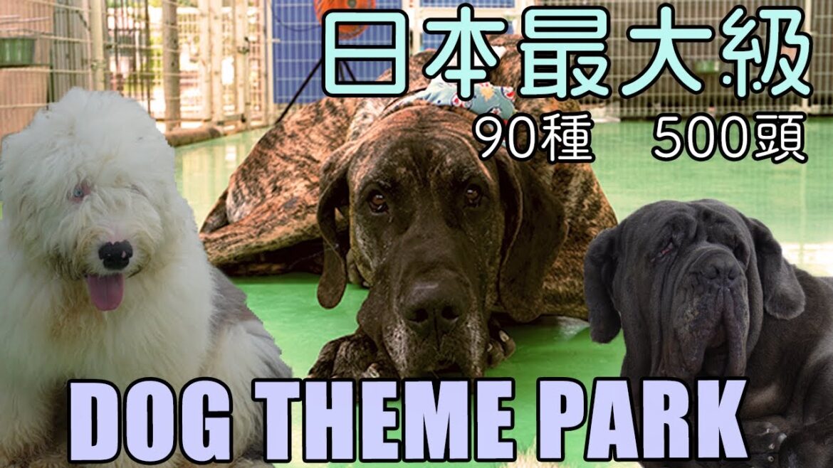 【つくばわんわんランド】大型犬から小型犬まで 日本最大の犬のテーマパークで最高の癒し旅 【つくばわんわんランド】大型犬から小型犬まで 日本最大の犬のテーマパークで最高の癒し旅