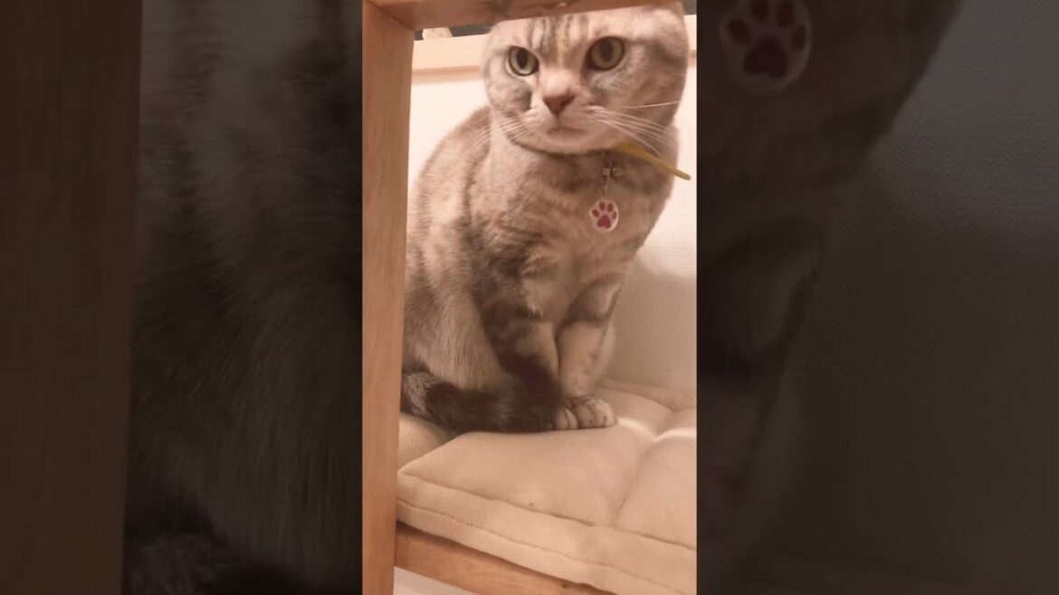 見つけてよ〜 #shorts #猫 #アメリカンショートヘア