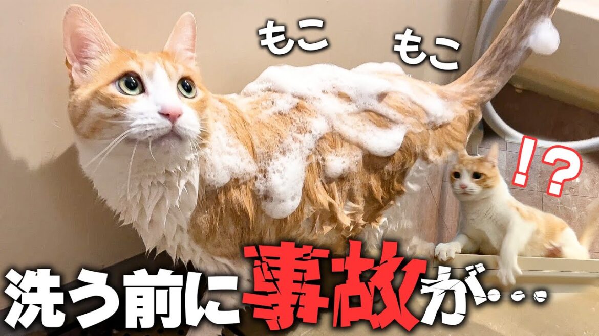 お尻が臭いネコをお風呂に入れようとしたらとんでもない事故が起きましたwww お尻が臭いネコをお風呂に入れようとしたらとんでもない事故が起きましたwww