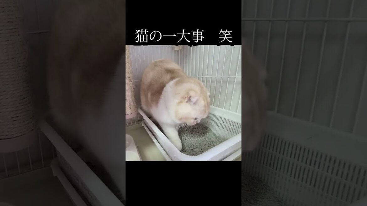 猫の一大事　#猫 #shorts