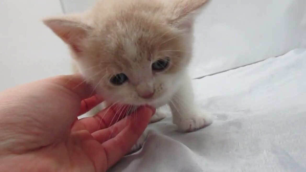 【タピオ店】ブリティッシュショートヘアー♪男の子♪クリーム＆ホワイト♪12/27生まれ♪