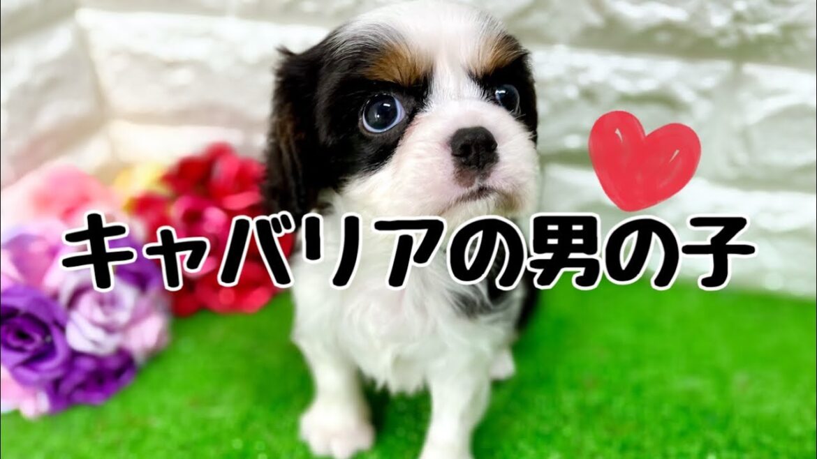 キャバリアキングチャールズスパニエルの子犬　（平野瓜破）