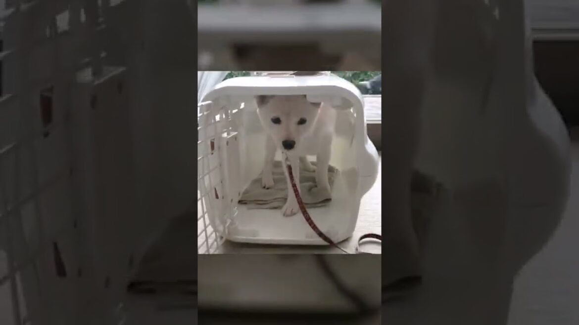 お預り中の柴犬&ビーグルのクレートトレーニング！