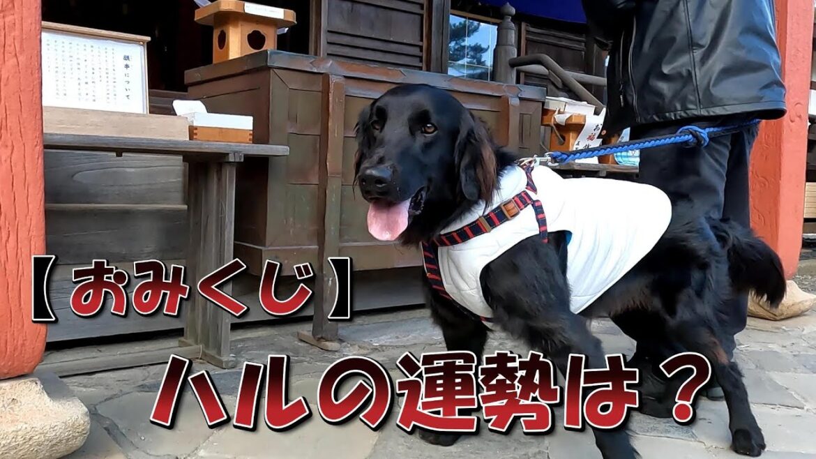 おそ～い初詣！#フラットコーテッドレトリバー#初詣#大洗磯前神社