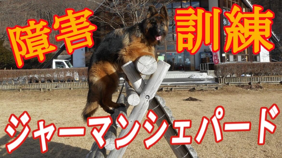 ジャーマンシェパードのハスク障害越え