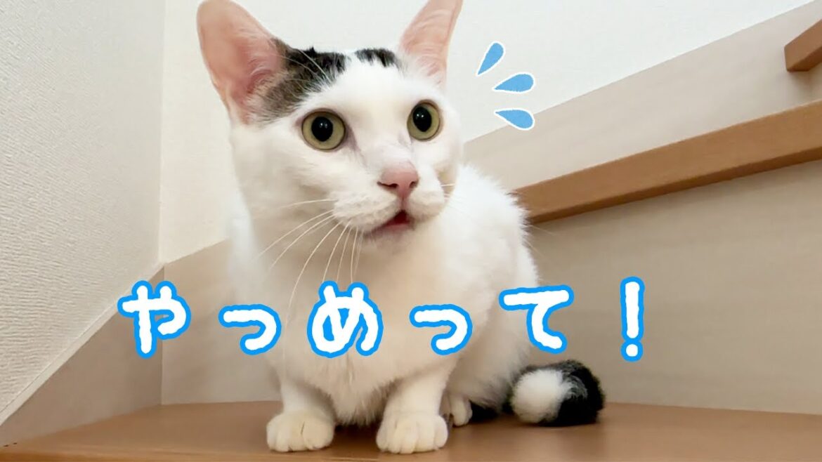 チロさんがあるものにビビってます…！