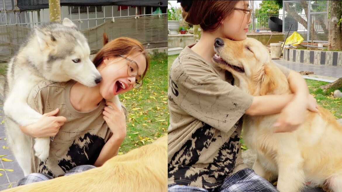 入院した飼い主と再会し、嬉しくて全力で甘えまくるハスキーとゴールデンレトリバーの姿にキュンとくる