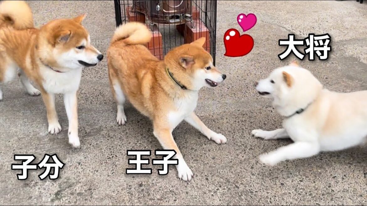 珍しく父柴犬と息子柴犬の親子が楽しく遊んでいました！