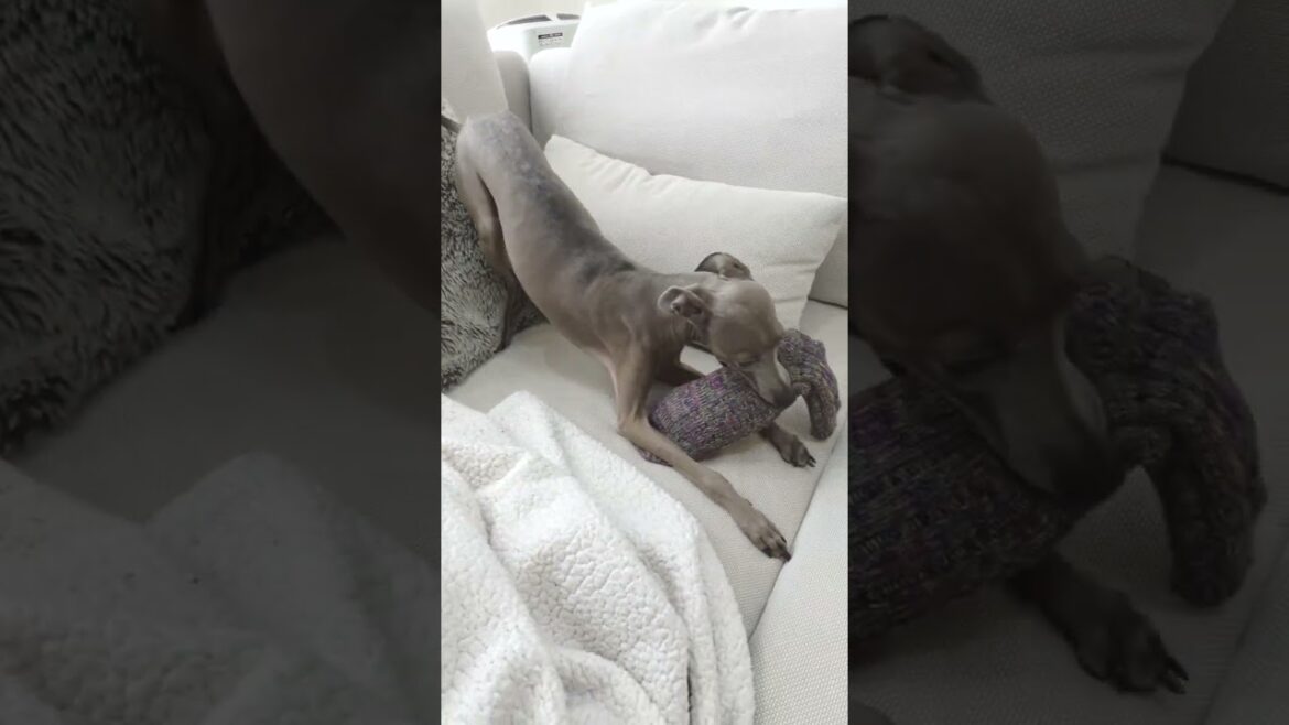 おもちゃに全く興味がなくなってしまった愛犬の為に・・・。【イタグレ】#Shorts