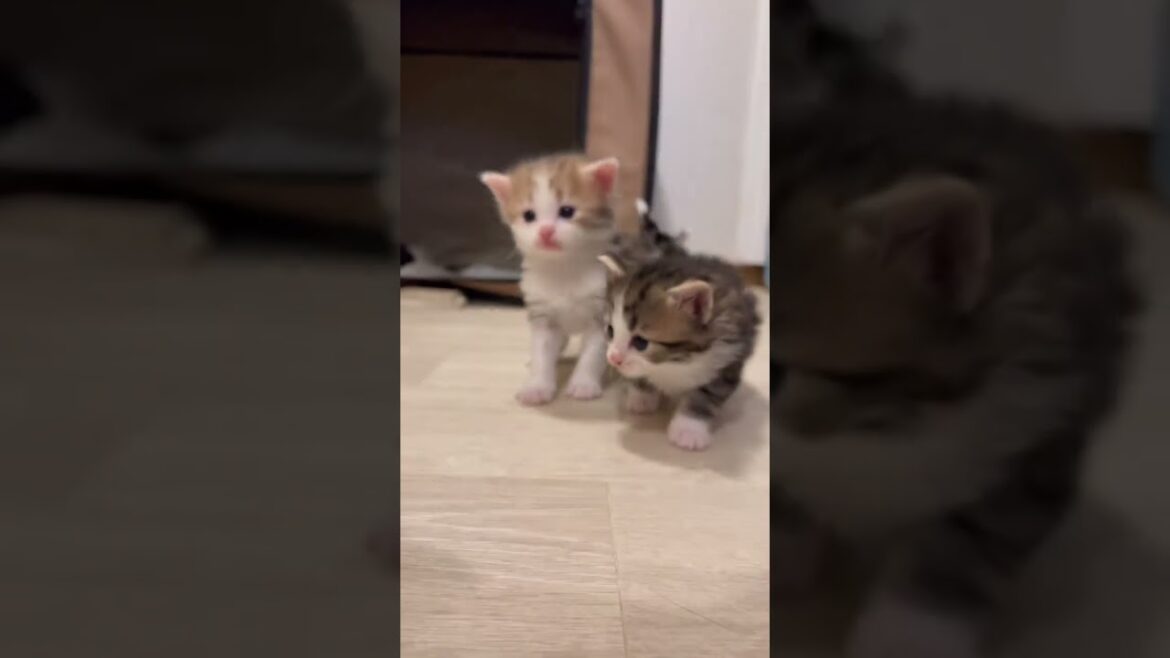 ヨチヨチ歩きの赤ちゃん猫たち。 #ノルウェージャンフォレストキャット #猫カフェ #rien_kitten