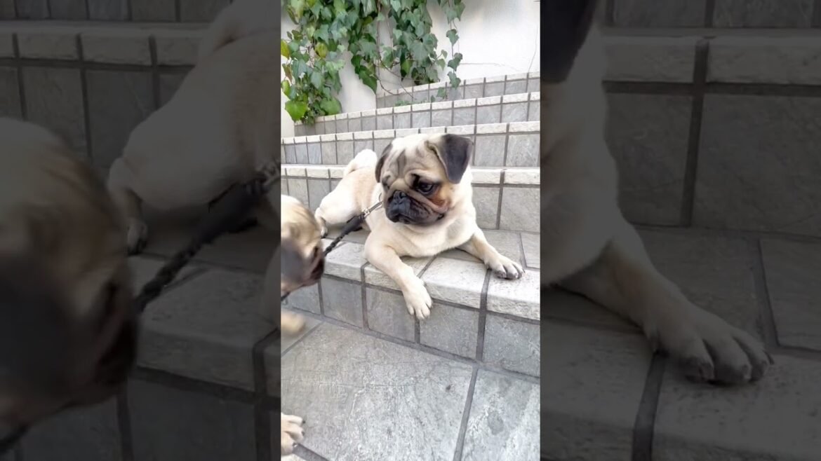 [パグ]朝のスフィンクス🐶ｵﾊﾖ (sleepy sphinx) #shorts