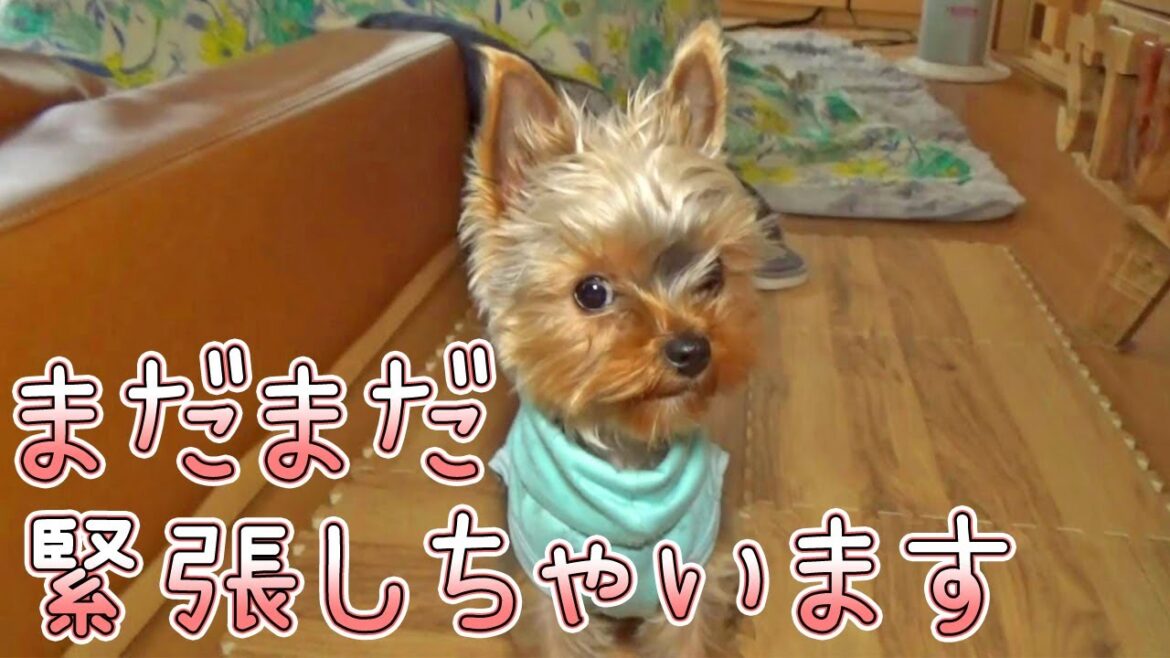【ヨークシャテリア】家族以外にはまだまだ緊張するヨークシャテリア【Yorkshire Terrier】