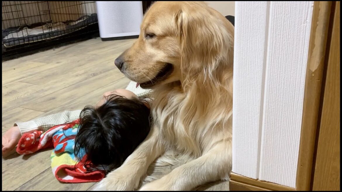 自分が寝かしつけた自覚から、まるで母のような行動を取る愛犬