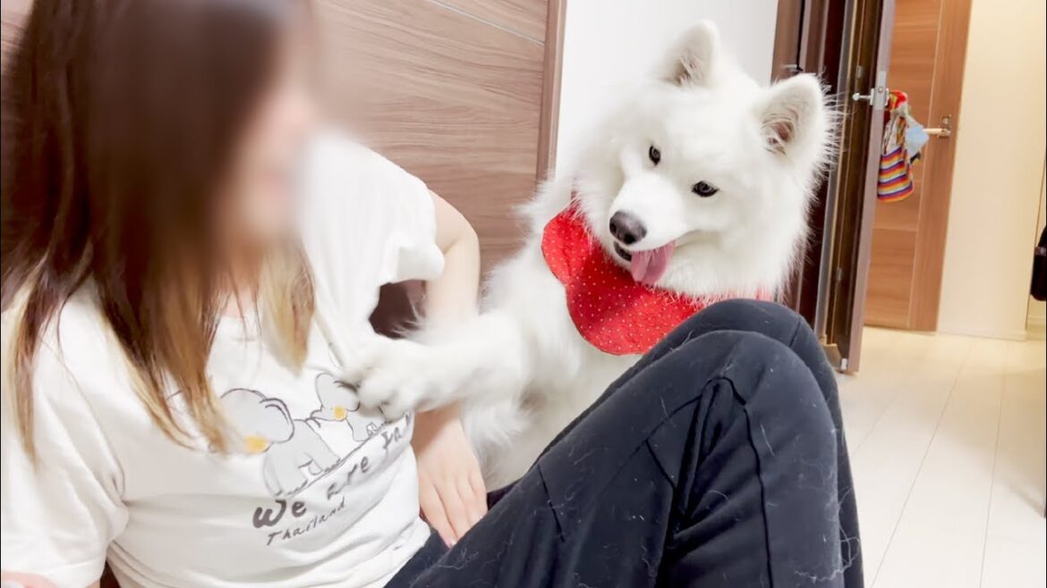 お手する場所を間違えてしまった犬【サモエド】