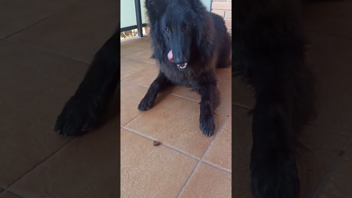 Do you have the patience #belgianshepherd #dogs #groenendael #blackdog