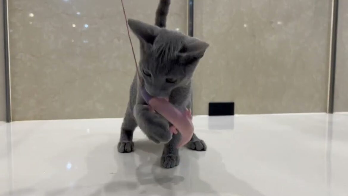 猫じゃらしで遊ぶロシアンブルー