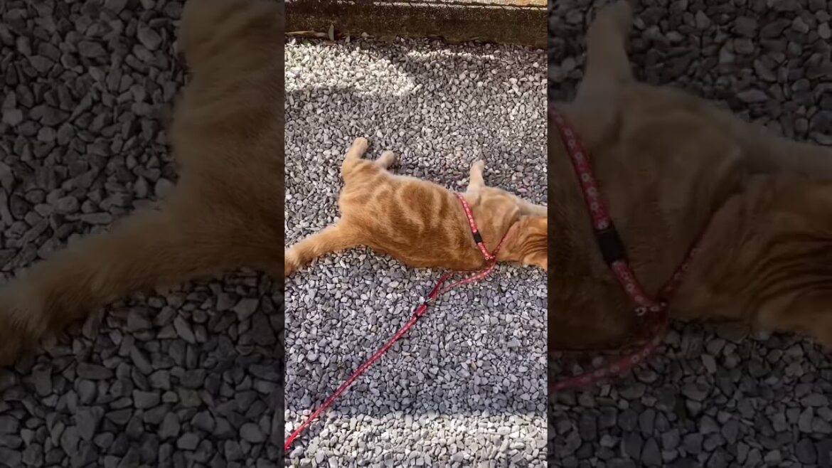 呼べば来る猫 うめ 散歩 アメリカンショートヘアー cat ゴロゴロ ご機嫌