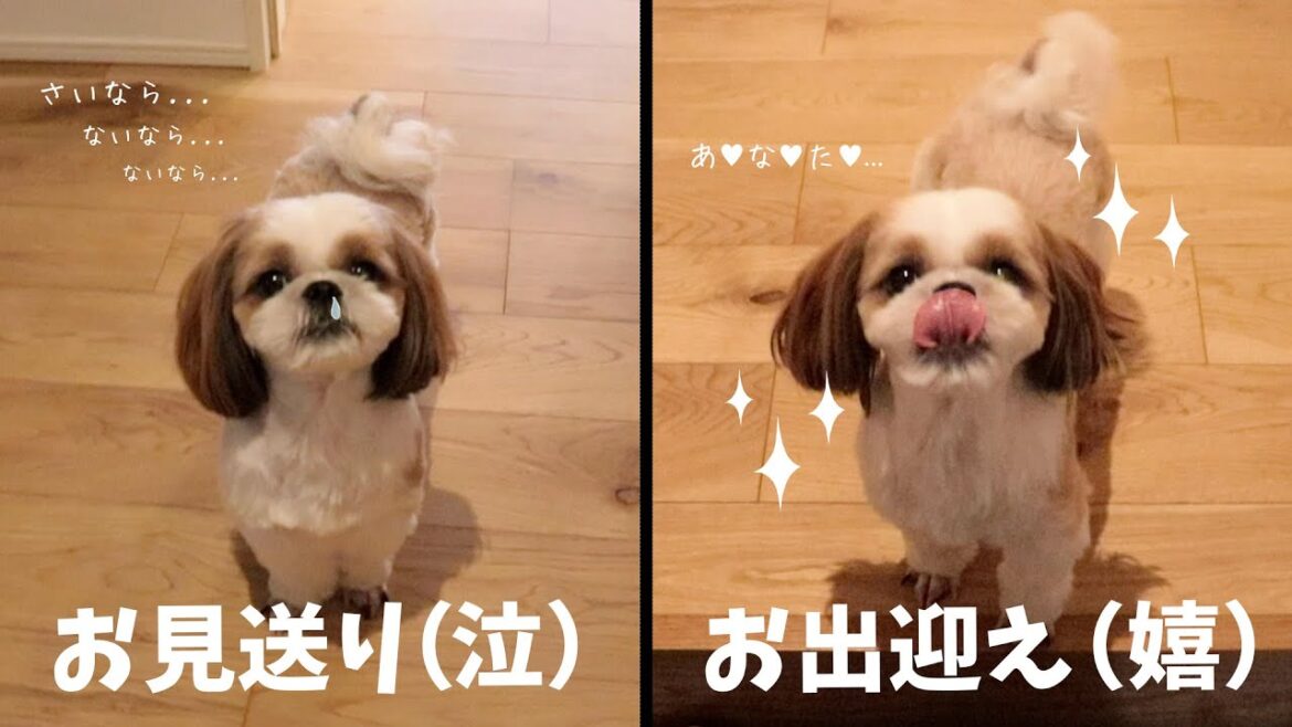 心優しい愛犬｜父の外出はシーズーだけが見送ってくれます...（泣）【シーズーとの暮らし】