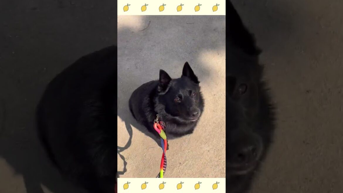 犬のようちえん・ほいくえん・お泊りトレーニング・スキッパーキ#犬のしつけ#shorts