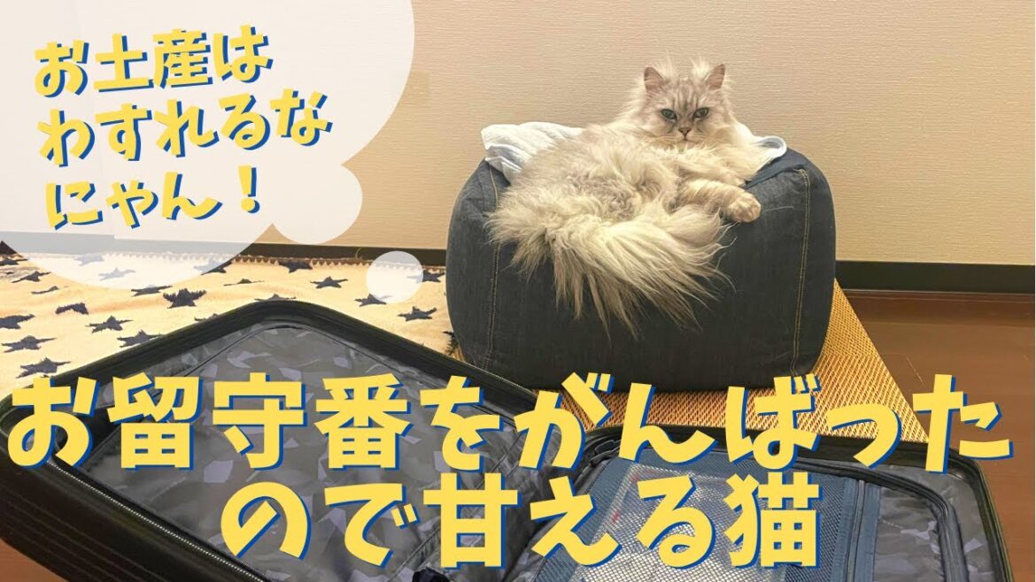 お留守番を頑張ったので甘える猫｜ラガマフィンのラガさん