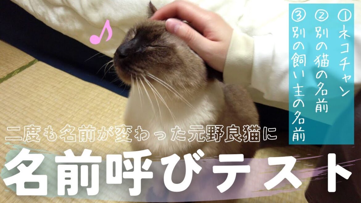 名前を呼んだらやってくる元野良の保護猫にテストをしかけた結果が衝撃＆癒しだった…【シャム猫/シャムミックス・ノルウェージャンフォレストキャット】