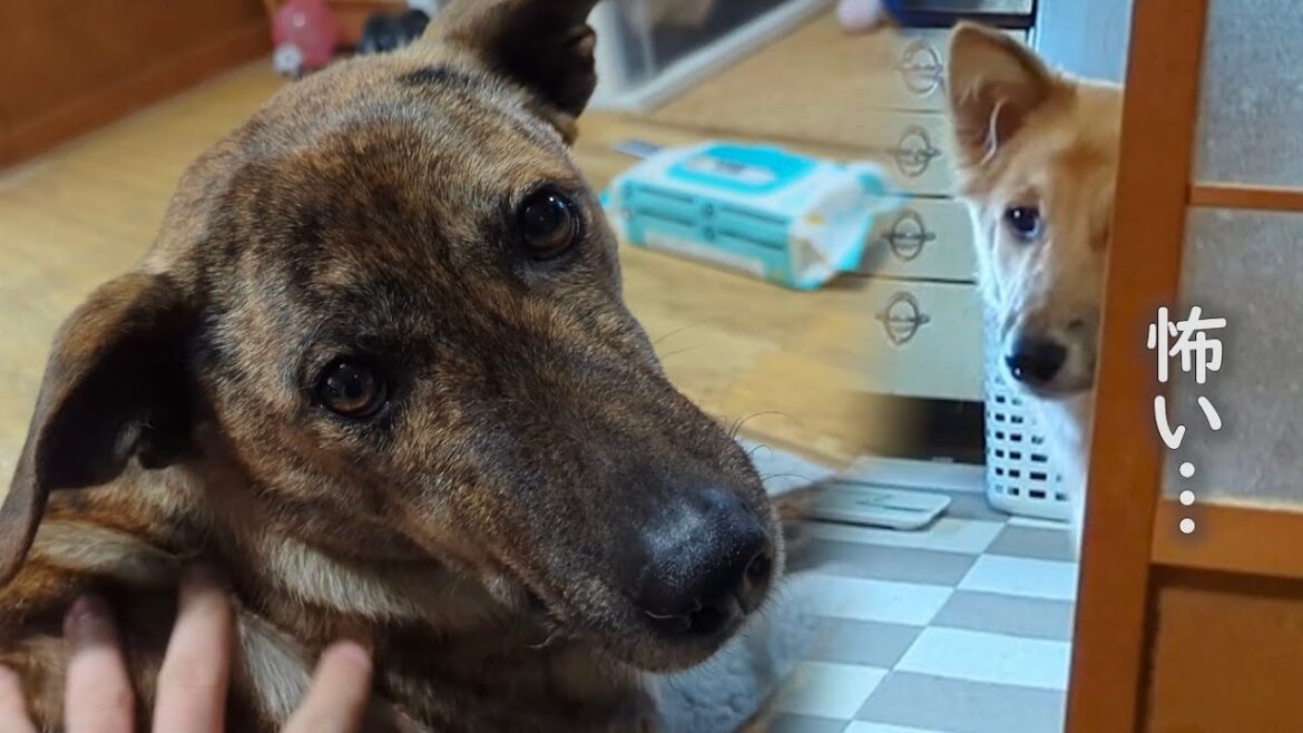 飼い主が他の犬を洗うと不機嫌になる元猟犬  前に八つ当たりされて怖い思いをしたもかたんはとても慎重にりゅうさんに接する 飼い主が他の犬を洗うと不機嫌になる元猟犬  前に八つ当たりされて怖い思いをしたもかたんはとても慎重にりゅうさんに接する