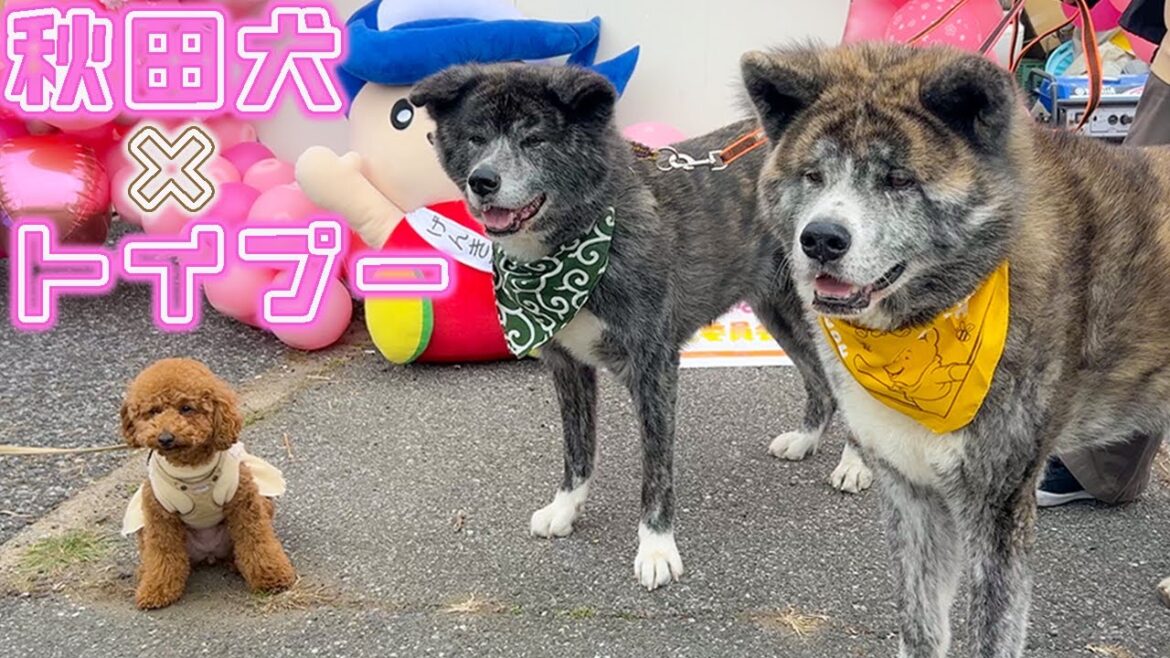 秋田犬とトイプーが桜を見ながらまったりお散歩会【秋田犬】【大型犬】【akita dog】 秋田犬とトイプーが桜を見ながらまったりお散歩会【秋田犬】【大型犬】【akita dog】