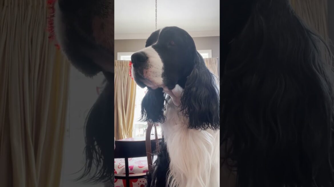 Cleaning My Dogs Ear With HICC Pets Ear Rinse| Cole The English Springer Spaniel #shorts