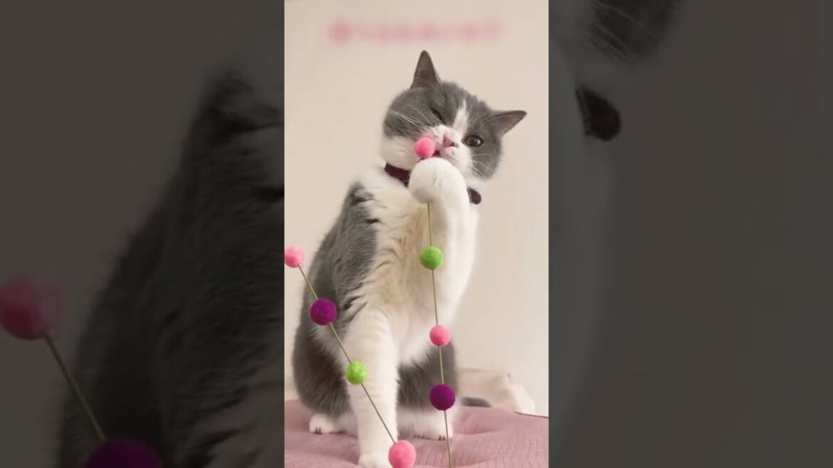 キレる猫　あずき【ブリティッシュショートヘア 猫 こむぎにあずき】 #shorts