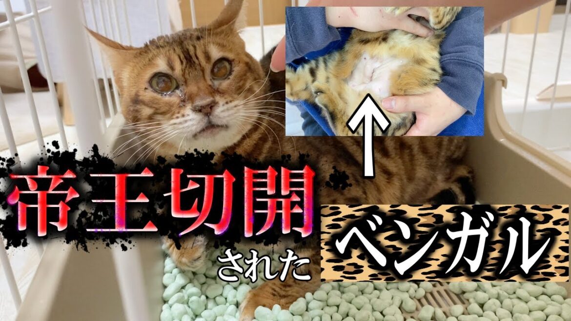 繁殖場で帝王切開され、心を閉ざしてしまったベンガルの人馴れ訓練