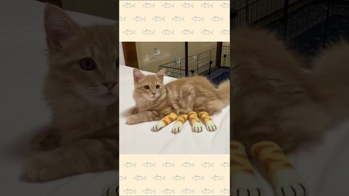 ネコバス発見！イス用ソックスで子猫バスに変身だ😊【サイベリアン・仔猫】 #shorts