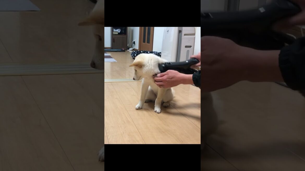 柴犬の換毛期で嫌がる掃除機を使うと子犬は予想外になる(笑)＃shorts