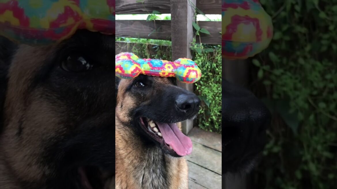 ベルジアンシェパード belgianmalinois