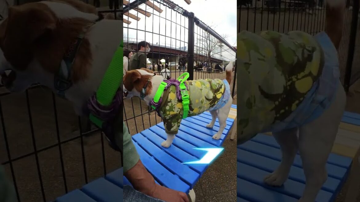 【Filmora インスタントモード】自動作成でちょっと手抜き(笑)　#ジャックラッセルテリア🐶 #shorts